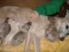 2006_0223Pups0087.JPG