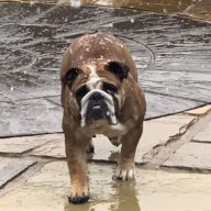 English bulldogs