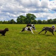 TheStaffieCrew&aCockapoo