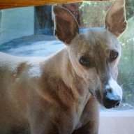 whippet2366