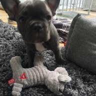 FrenchieMom