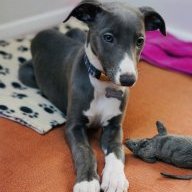 BabyWhippet