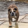 English bulldogs