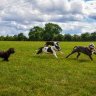 TheStaffieCrew&aCockapoo