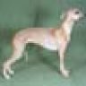 johnthewhippet