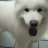 CharlieTheSamoyed