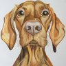 Pet Portraits - By Emma