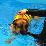 Lexi's Aqua Pawz - Spalding, Lincolnshire